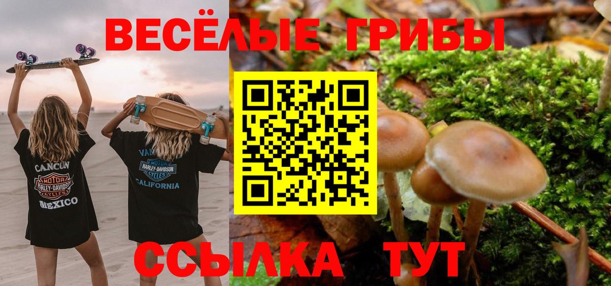 Муравленко  Галлюциногенные грибы Psilocybine cubensis  Вход с VPN  Псилоцибиновые грибы прущие грибы 